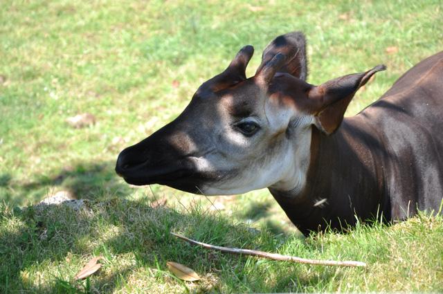 min 2013 07 06 beauval 257